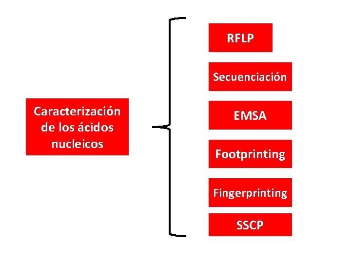 RFLP Secuenciación Caracterización de los ácidos nucleicos EMSA Footprinting Fingerprinting SSCP 