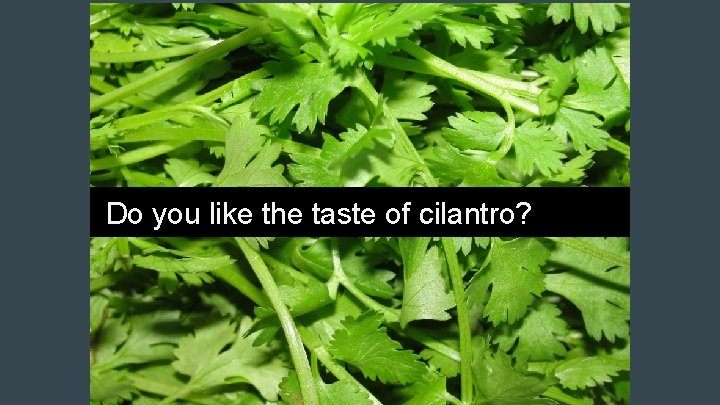 Do you like the taste of cilantro? 