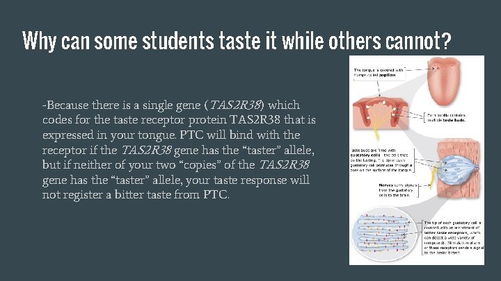 Why can some students taste it while others cannot? -Because there is a single