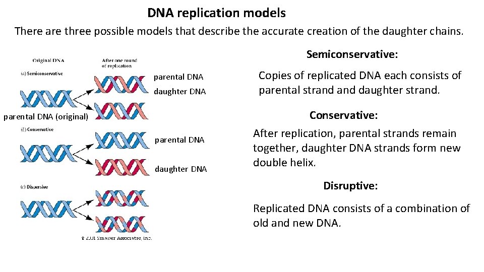 DNA replication models There are three possible models that describe the accurate creation of