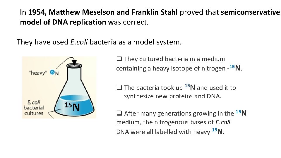 In 1954, Matthew Meselson and Franklin Stahl proved that semiconservative model of DNA replication