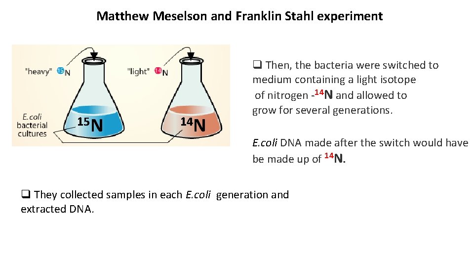 Matthew Meselson and Franklin Stahl experiment 15 N 14 N q Then, the bacteria