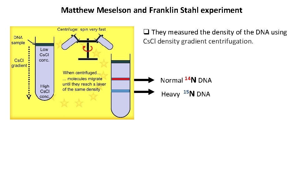 Matthew Meselson and Franklin Stahl experiment q They measured the density of the DNA