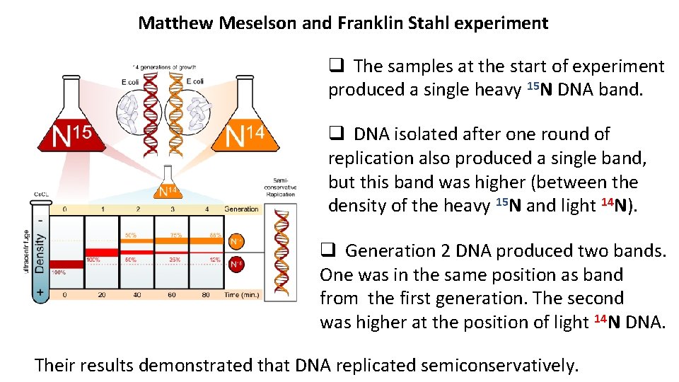 Matthew Meselson and Franklin Stahl experiment q The samples at the start of experiment