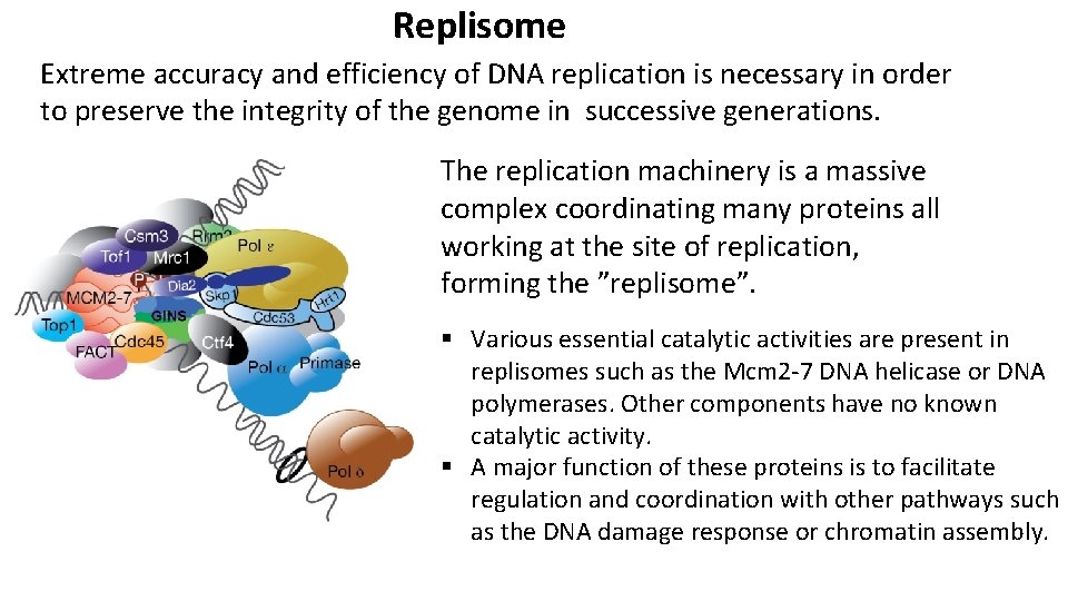 Replisome Extreme accuracy and efficiency of DNA replication is necessary in order to preserve