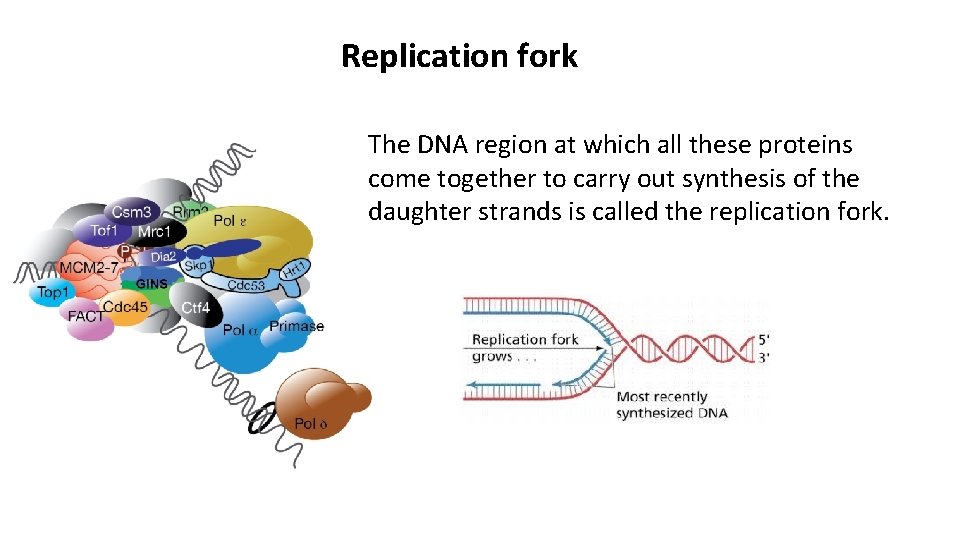 Replication fork The DNA region at which all these proteins come together to carry