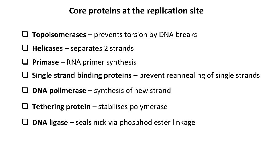 Core proteins at the replication site q Topoisomerases – prevents torsion by DNA breaks