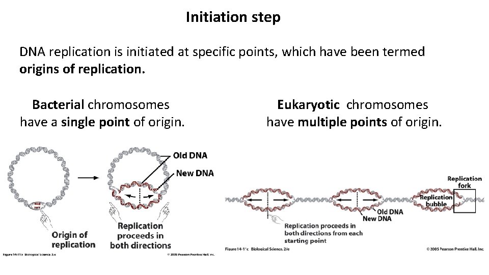 Initiation step DNA replication is initiated at specific points, which have been termed origins