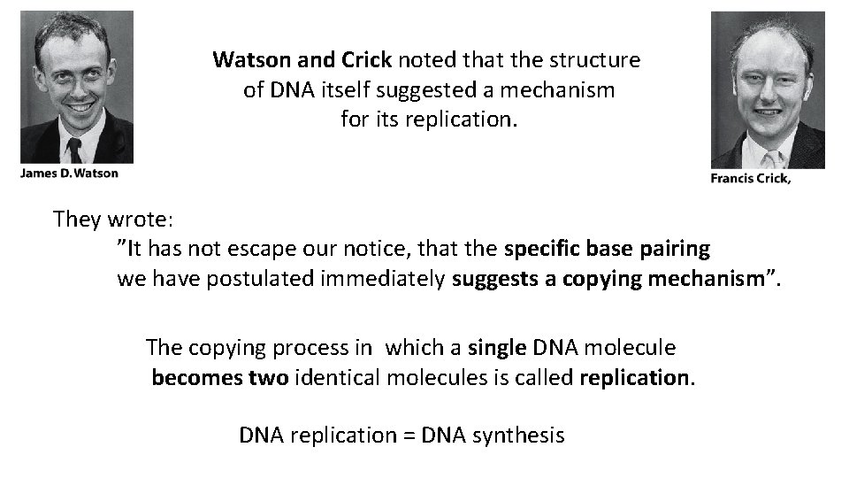Watson and Crick noted that the structure of DNA itself suggested a mechanism for