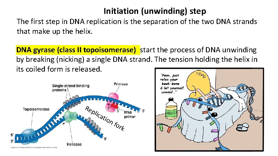 Initiation (unwinding) step The first step in DNA replication is the separation of the