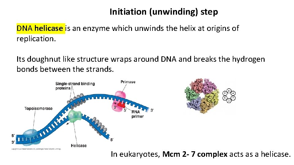 Initiation (unwinding) step DNA helicase is an enzyme which unwinds the helix at origins
