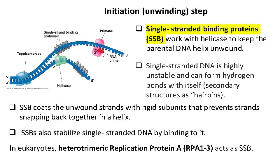 Initiation (unwinding) step q Single- stranded binding proteins (SSB) work with helicase to keep