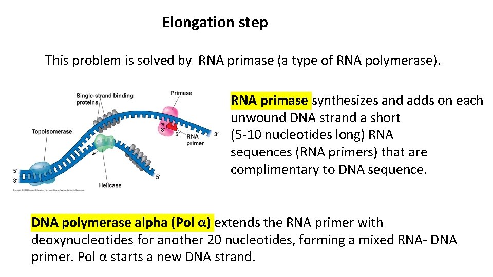 Elongation step This problem is solved by RNA primase (a type of RNA polymerase).