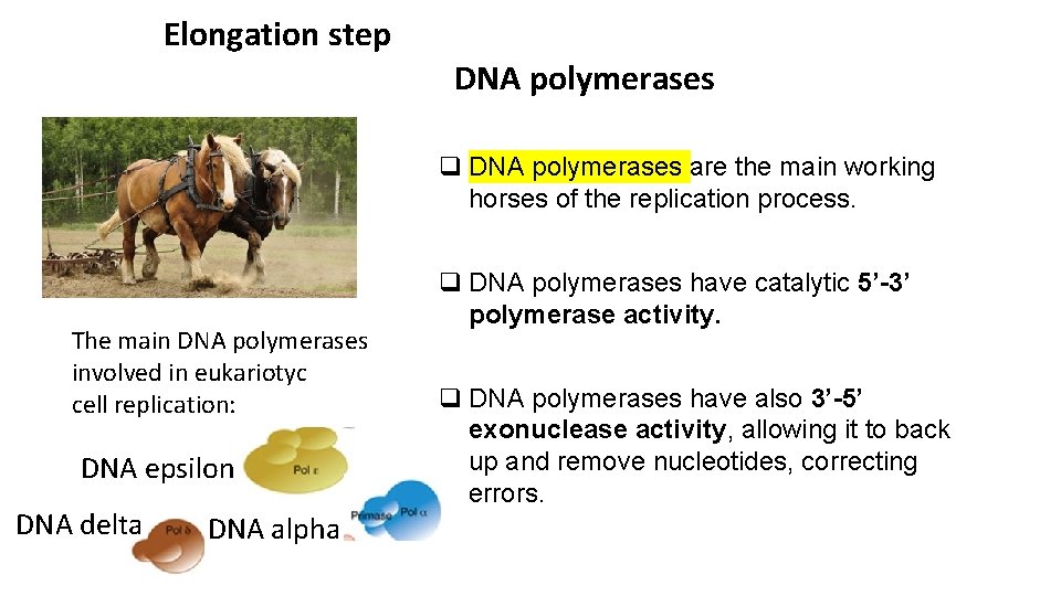 Elongation step DNA polymerases q DNA polymerases are the main working horses of the