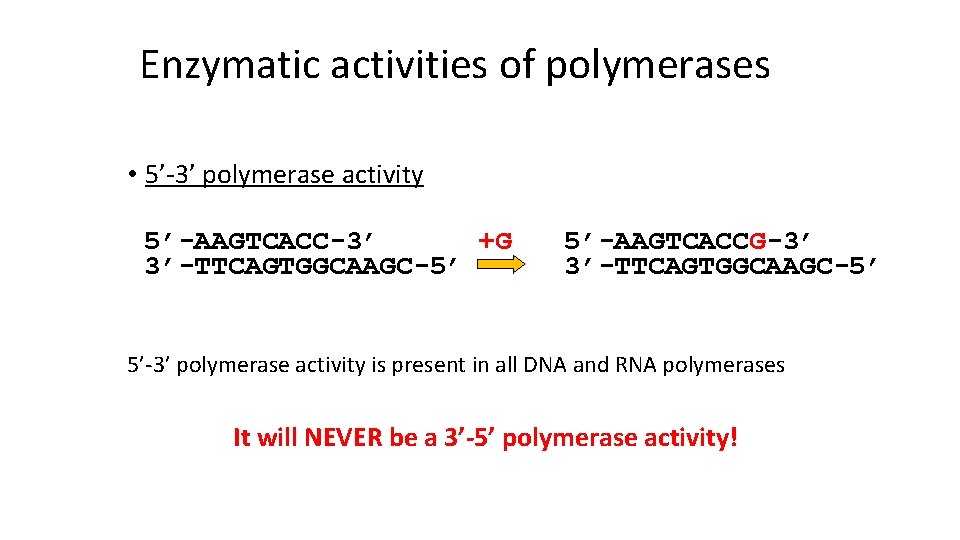 Enzymatic activities of polymerases • 5’-3’ polymerase activity 5’-AAGTCACC-3’ +G 3’-TTCAGTGGCAAGC-5’ 5’-AAGTCACCG-3’ 3’-TTCAGTGGCAAGC-5’ 5’-3’