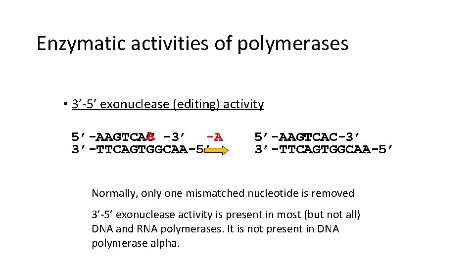 Enzymatic activities of polymerases • 3’-5’ exonuclease (editing) activity A -3’ -A 5’-AAGTCAC 3’-TTCAGTGGCAA-5’