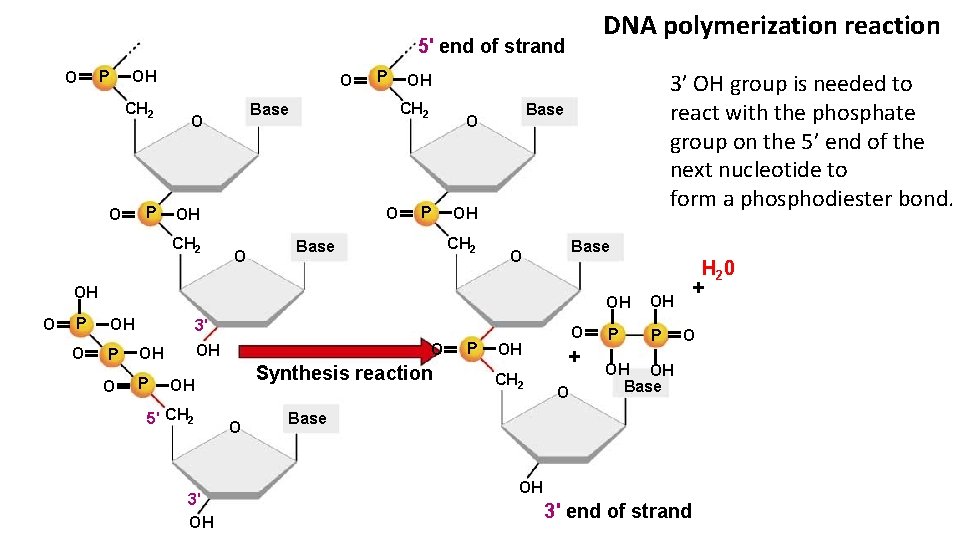 DNA polymerization reaction 5' end of strand O P OH CH 2 O P