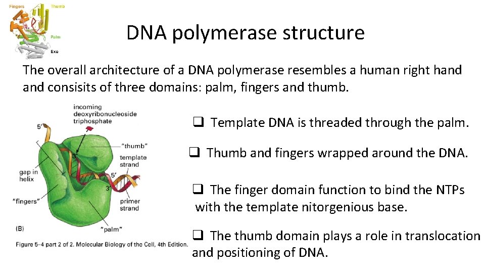 DNA polymerase structure The overall architecture of a DNA polymerase resembles a human right