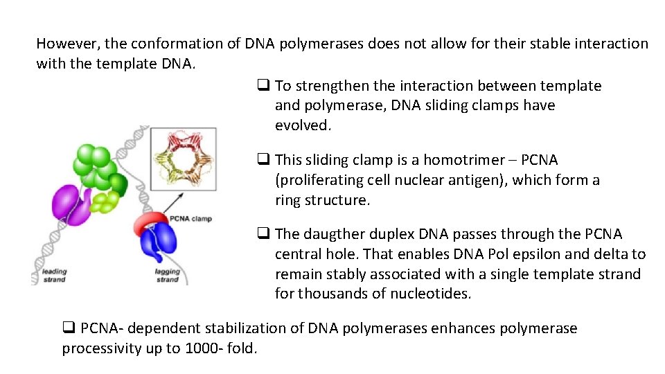 However, the conformation of DNA polymerases does not allow for their stable interaction with