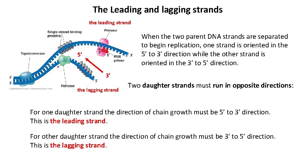 The Leading and lagging strands the leading strand When the two parent DNA strands