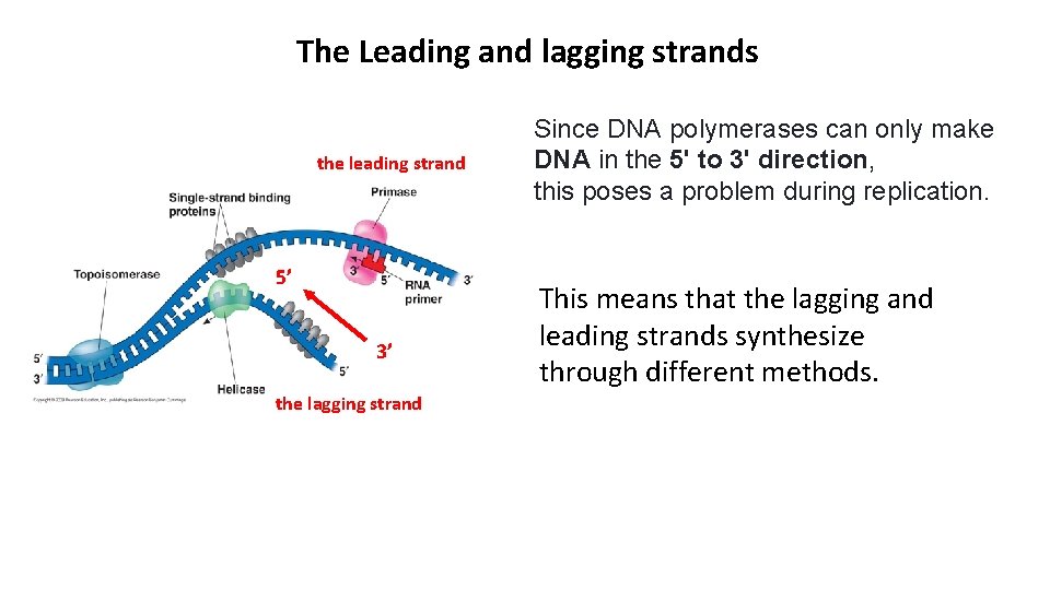 The Leading and lagging strands the leading strand 5’ 3’ the lagging strand Since