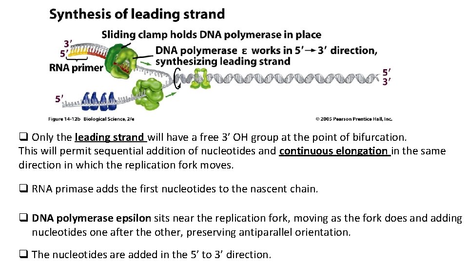 ε q Only the leading strand will have a free 3’ OH group at