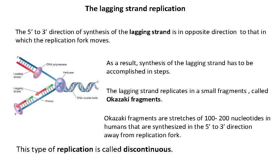 The lagging strand replication The 5’ to 3’ direction of synthesis of the lagging