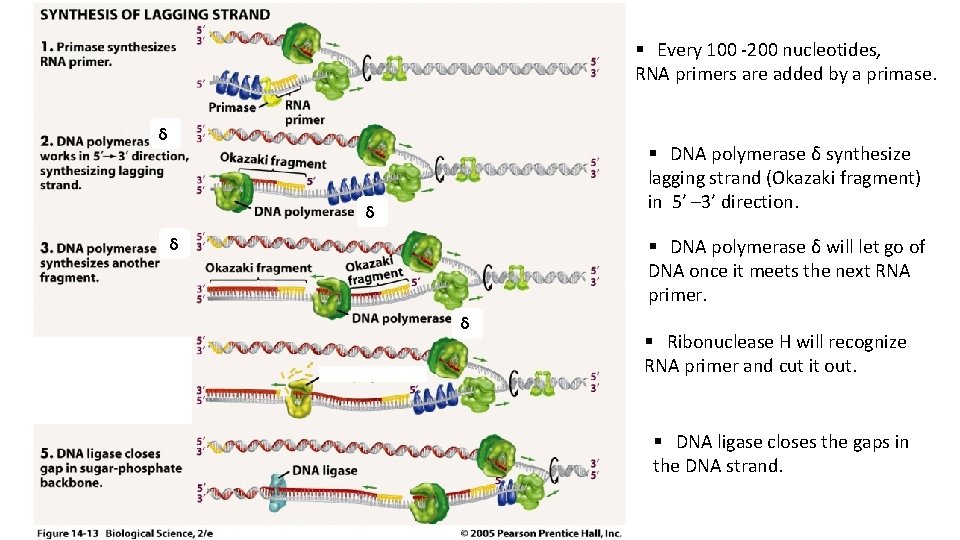 § Every 100 -200 nucleotides, RNA primers are added by a primase. δ §