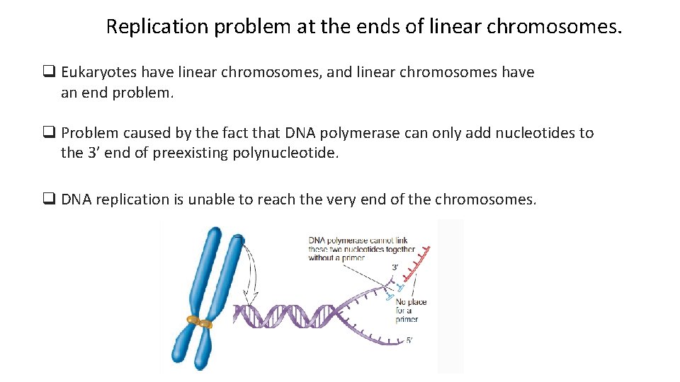 Replication problem at the ends of linear chromosomes. q Eukaryotes have linear chromosomes, and