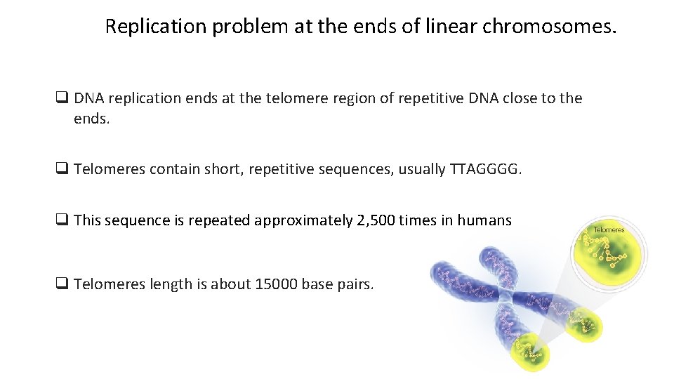 Replication problem at the ends of linear chromosomes. q DNA replication ends at the