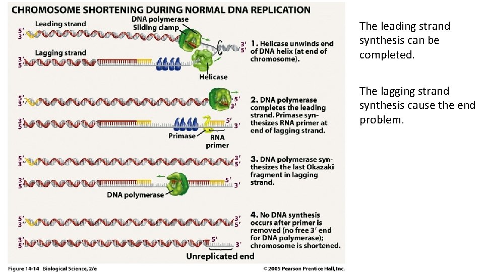 The leading strand synthesis can be completed. The lagging strand synthesis cause the end