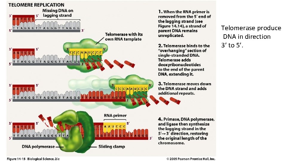 Telomerase produce DNA in direction 3’ to 5’. 