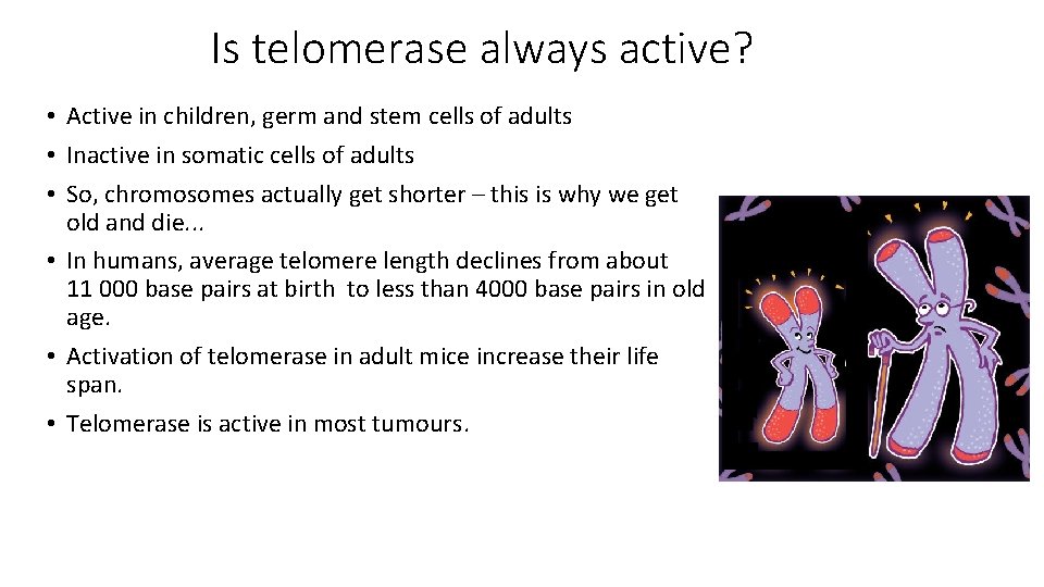 Is telomerase always active? • Active in children, germ and stem cells of adults