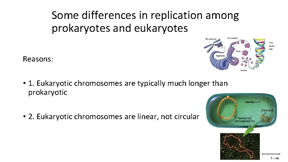 Some differences in replication among prokaryotes and eukaryotes Reasons: • 1. Eukaryotic chromosomes are