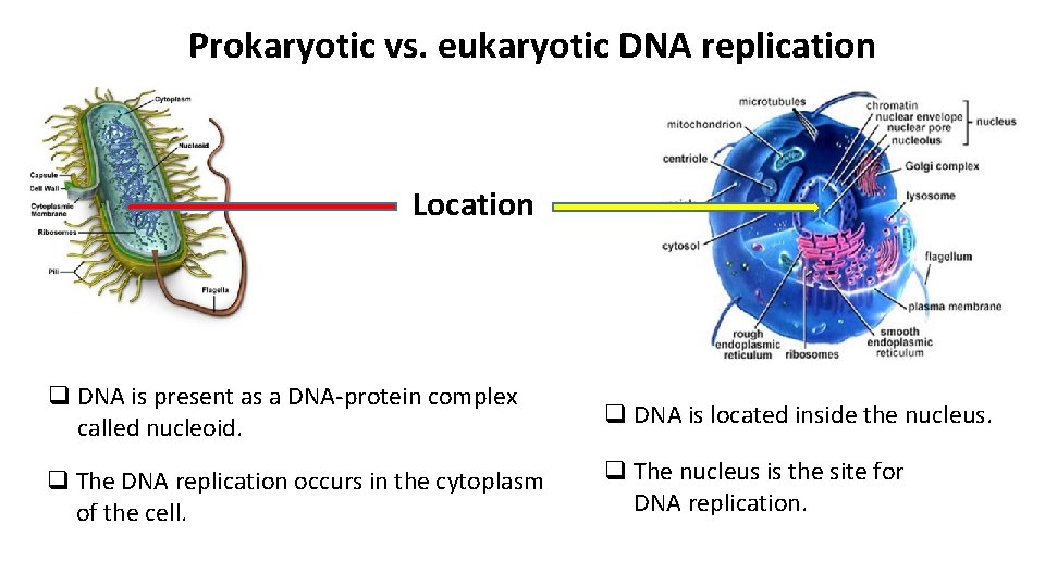 Prokaryotic vs. eukaryotic DNA replication Location q DNA is present as a DNA-protein complex