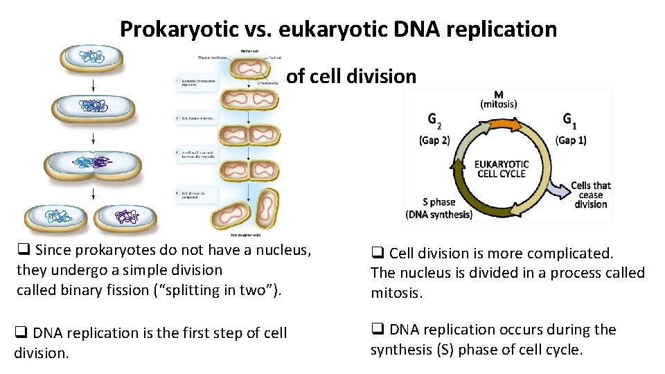 Prokaryotic vs. eukaryotic DNA replication Stage of cell division q Since prokaryotes do not