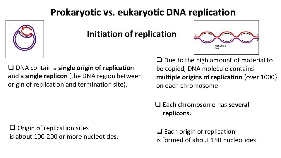 Prokaryotic vs. eukaryotic DNA replication Initiation of replication q DNA contain a single origin