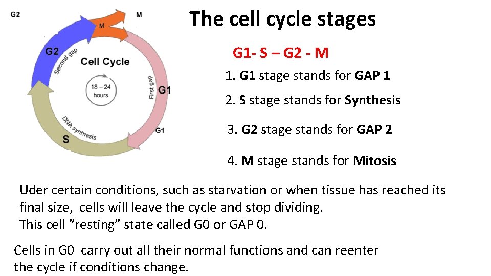 The cell cycle stages G 1 - S – G 2 - M 1.