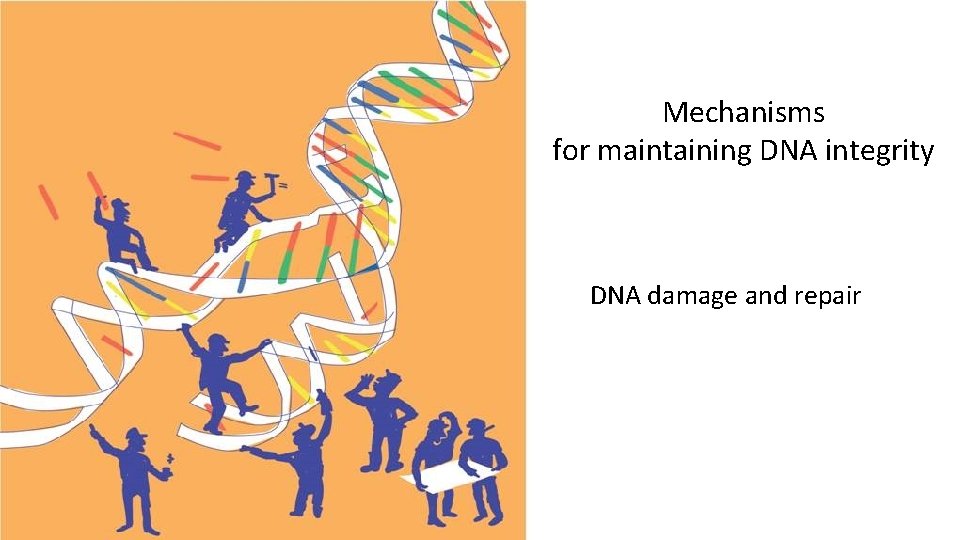 Mechanisms for maintaining DNA integrity DNA damage and repair 