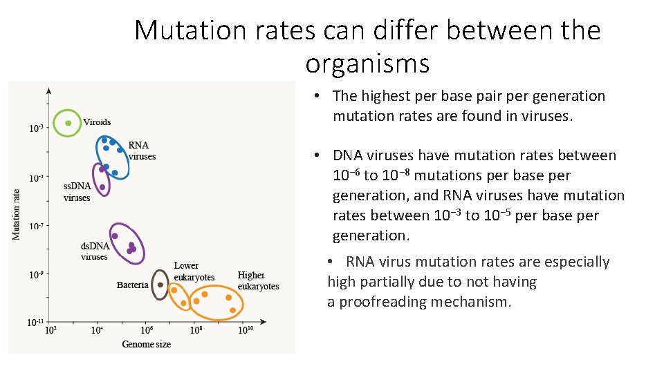 Mutation rates can differ between the organisms • The highest per base pair per