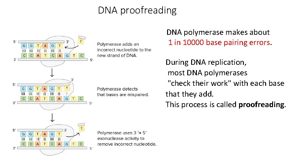 DNA proofreading DNA polymerase makes about 1 in 10000 base pairing errors. During DNA