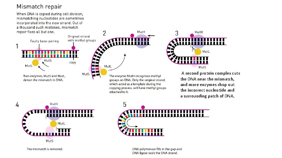 A second protein complex cuts the DNA near the mismatch, and more enzymes chop