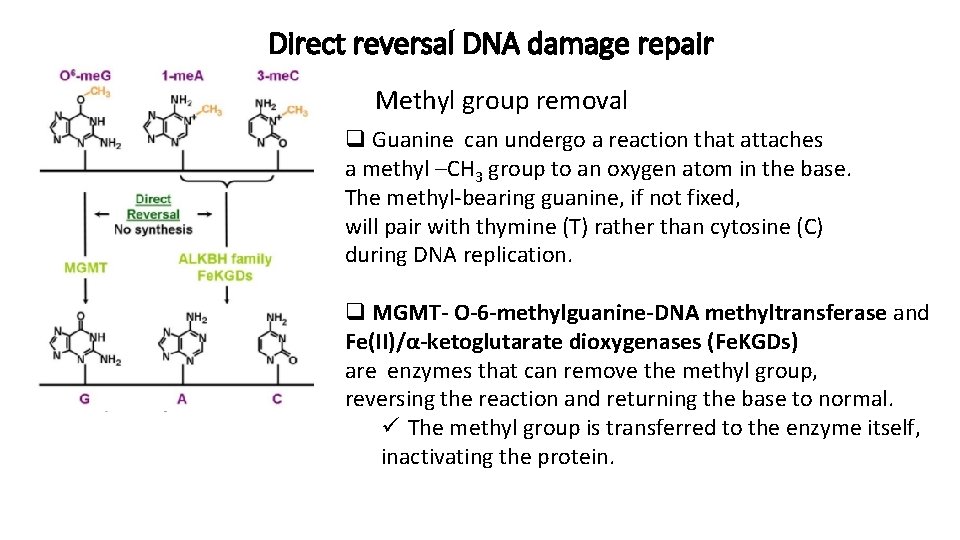 Direct reversal DNA damage repair Methyl group removal q Guanine can undergo a reaction
