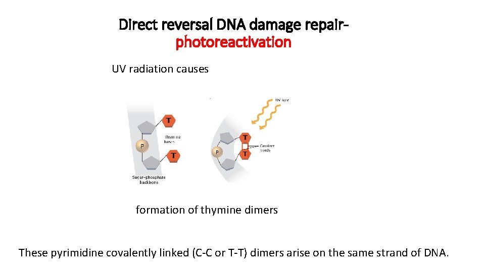 Direct reversal DNA damage repairphotoreactivation UV radiation causes formation of thymine dimers These pyrimidine