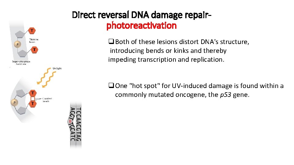 Direct reversal DNA damage repairphotoreactivation q. Both of these lesions distort DNA's structure, introducing