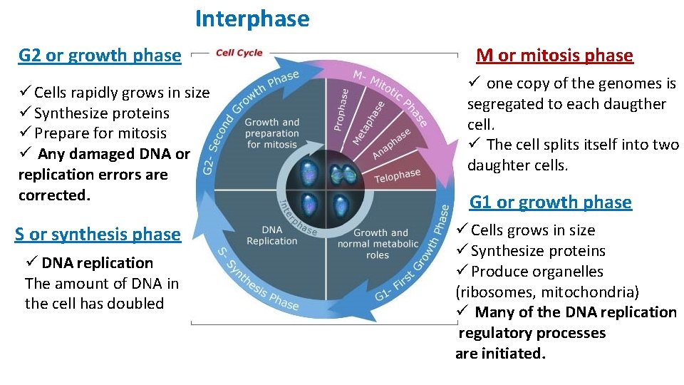 Interphase G 2 or growth phase ü Cells rapidly grows in size ü Synthesize