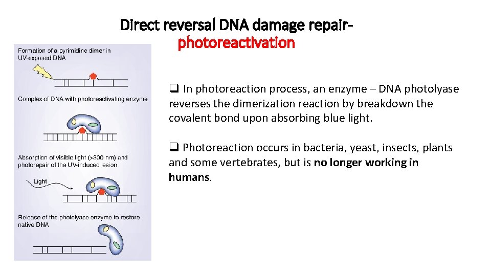 Direct reversal DNA damage repairphotoreactivation q In photoreaction process, an enzyme – DNA photolyase