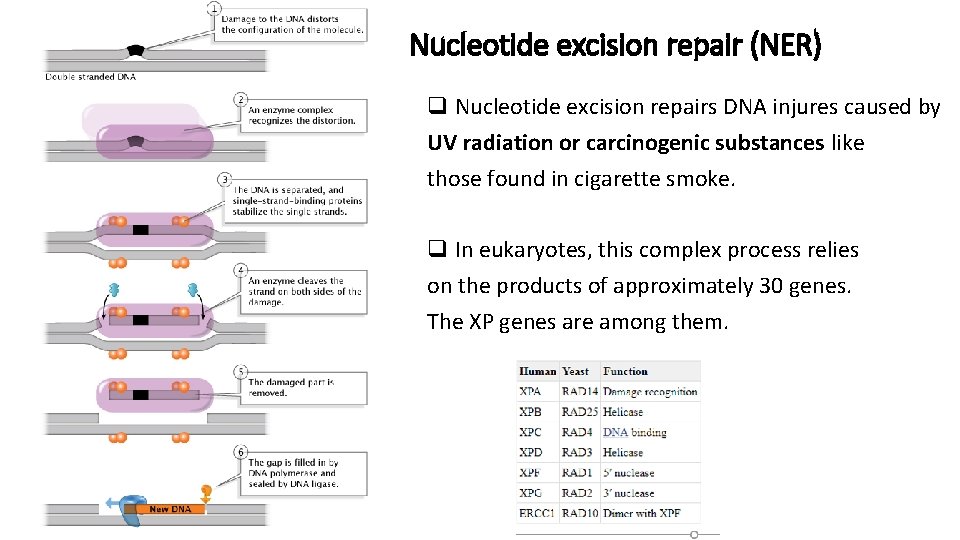 Nucleotide excision repair (NER) q Nucleotide excision repairs DNA injures caused by UV radiation