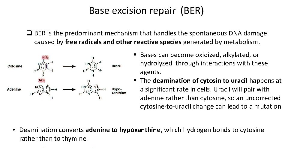 Base excision repair (BER) q BER is the predominant mechanism that handles the spontaneous