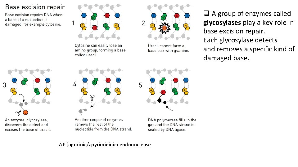 q A group of enzymes called glycosylases play a key role in base excision